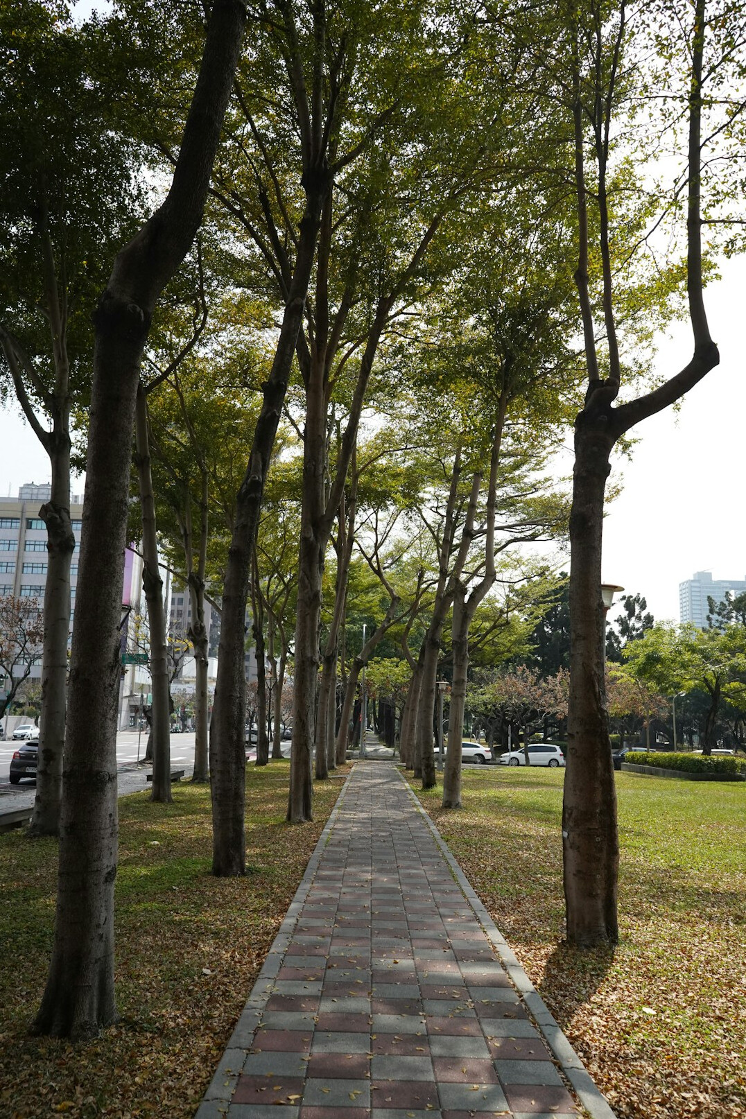 Green urban park with trees and pathways used by visitors